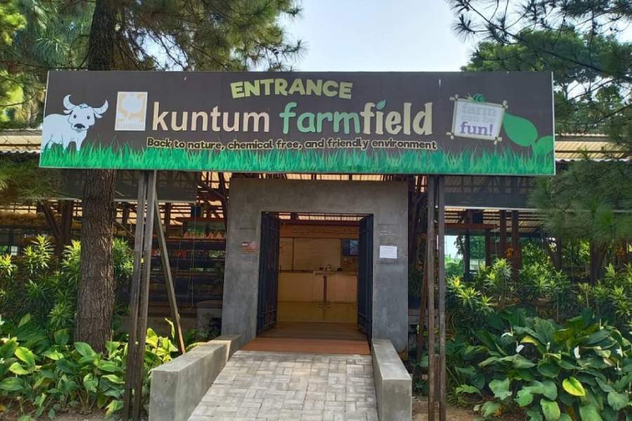 Wisata Kuntum Farm Field