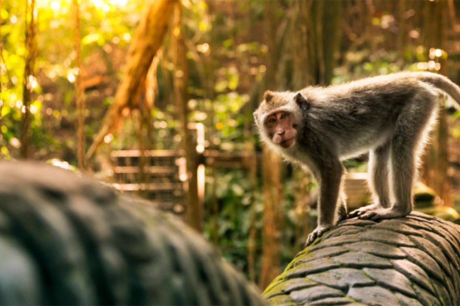 Wisata Sacred Monkey Forest Ubud